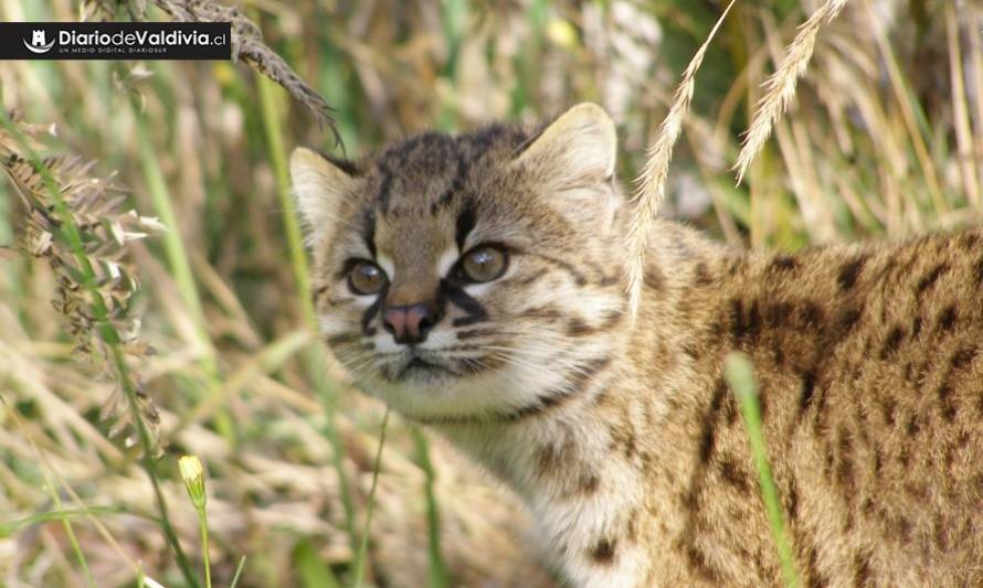  Proyecto pionero en Chile busca recuperar  al felino más pequeño de América