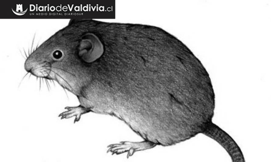 Investigación realizó primera descripción genética y demográfica histórica de roedor del sur de Chile y Argentina