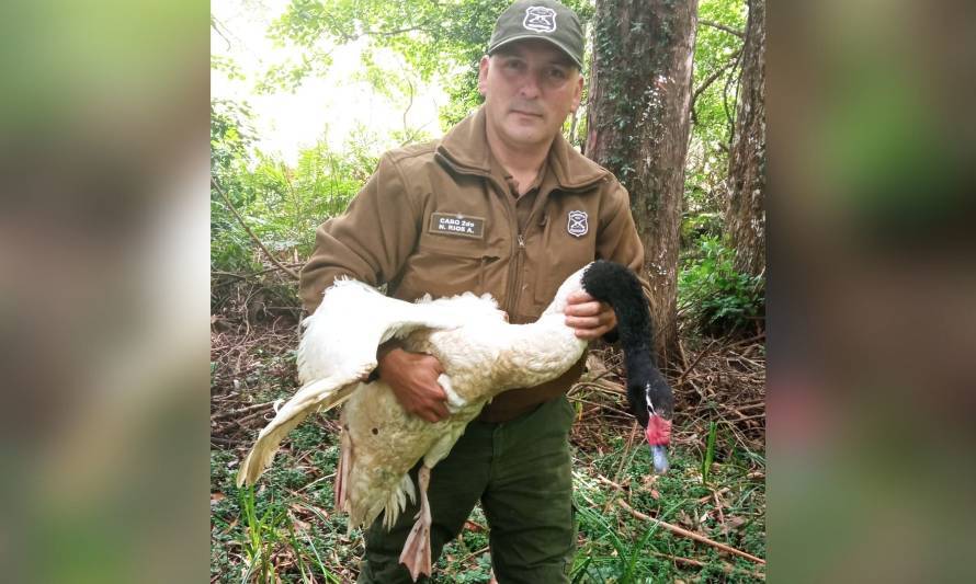 Rescatan a cisne de cuello negro herido en el Santuario de la Naturaleza 
