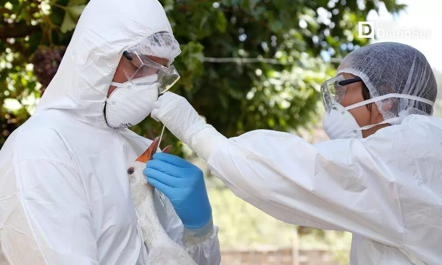 SAG intensifica vigilancia por influenza aviar en países vecinos