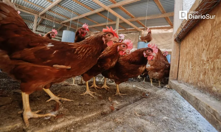 Caso de influenza aviar en planta industrial: Los Ríos no presenta contagios