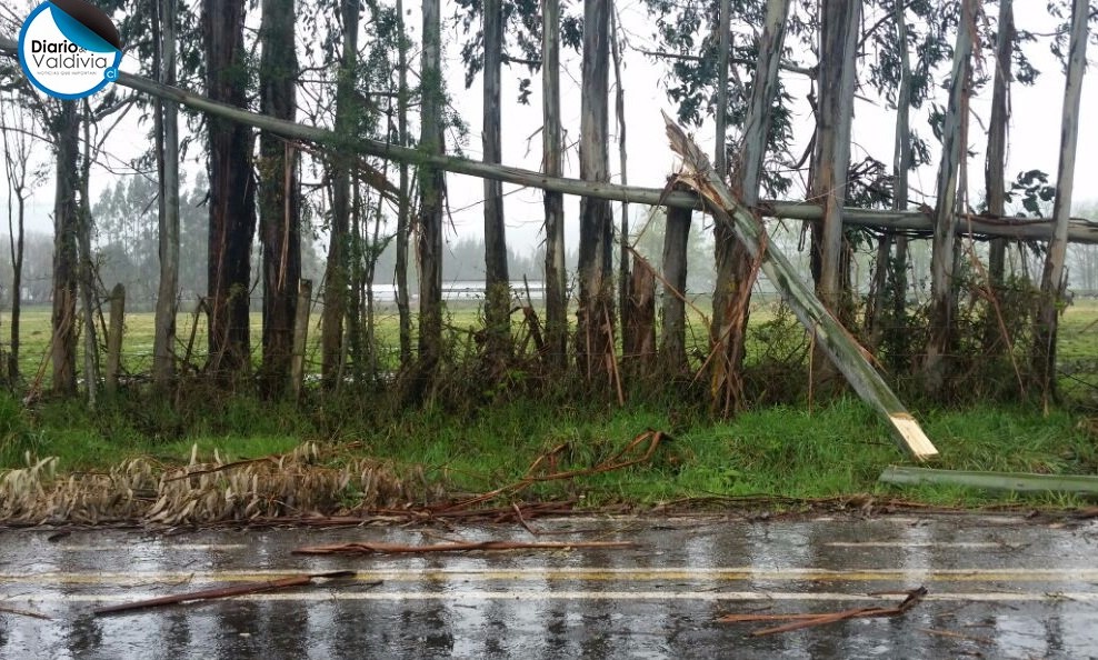 Cortes de electricidad, árboles caídos y dos caminos cortados en Los Ríos por sistema frontal