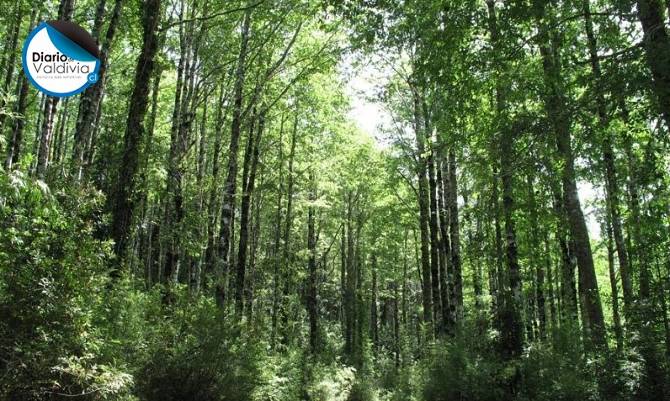 Día Mundial del Árbol: Las claves del manejo del bosque nativo en Chile