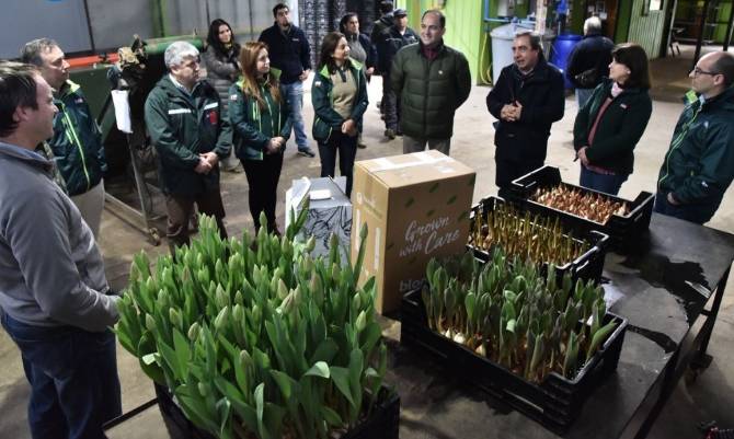 [DESDE MARIQUINA] Autoridades anunciaron apertura de nuevo mercado de Tulipanes chilenos hacia Brasil