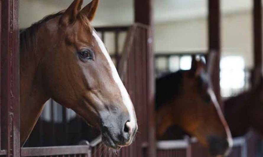 Dos caballos murieron calcinados tras incendio de bodega en Los Lagos