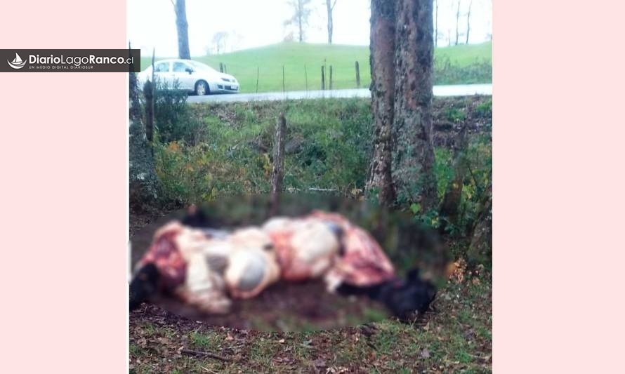 Brutalidad sin límites: Descuartizaron dos vacas preñadas a metros del camino en Lago Ranco