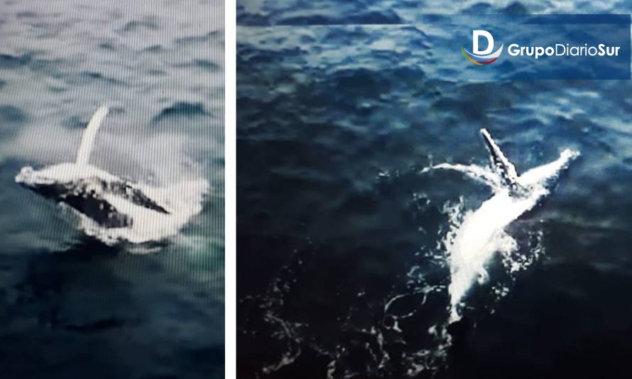 ¡Sorpresivo!: Avistaron ballena jorobada en las costas de Valdivia