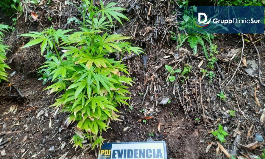 Descubren plantación de cannabis sativa en predio cercano a Valdivia