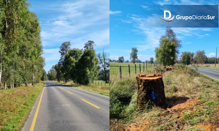 Vea el antes y después de la tala de 12 árboles en ruta de Futrono