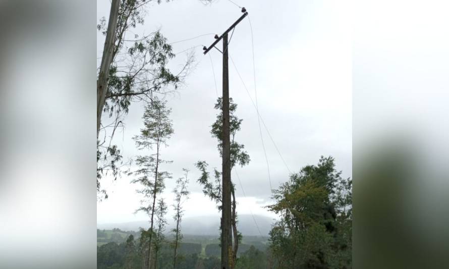 Faena forestal provocó corte de energía en zona rural de Los Lagos