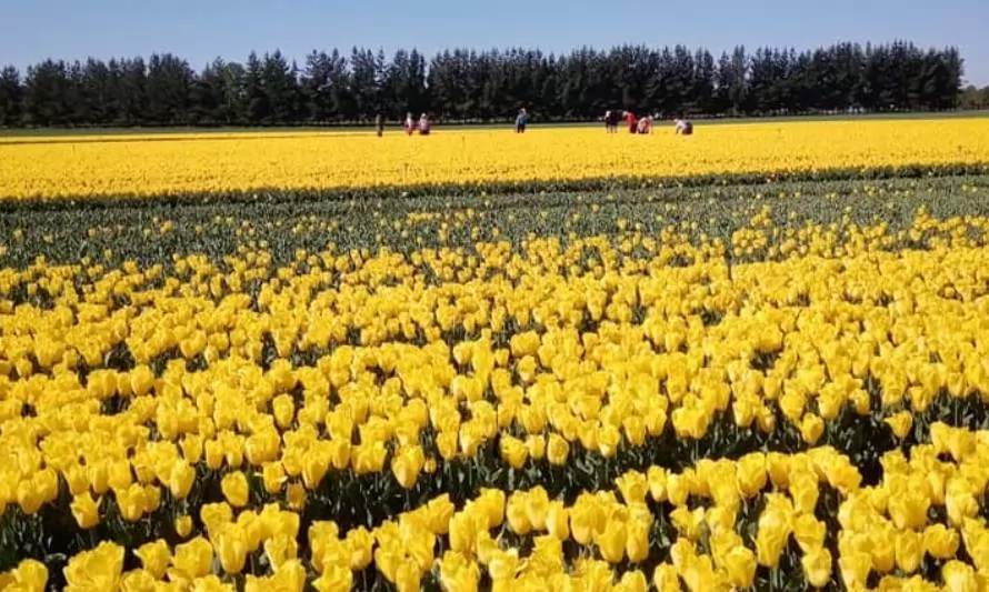 Paillaco: ¿capital chilena de los tulipanes?