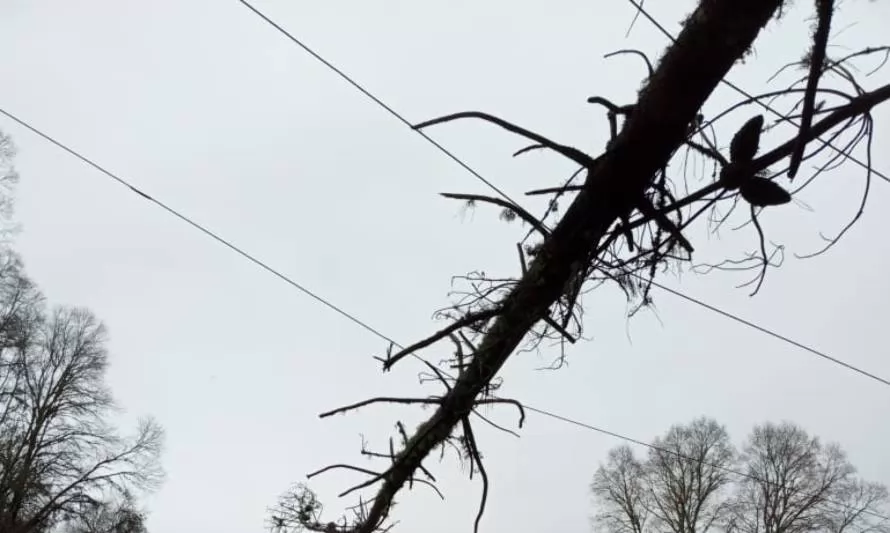 Caída de árbol cortó suministro eléctrico en varios sectores de Los Lagos
