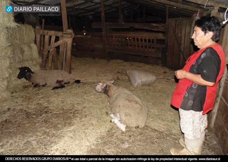 Perros asilvestrados matan cinco ovejas y dejan otras cuatro moribundas en Paillaco