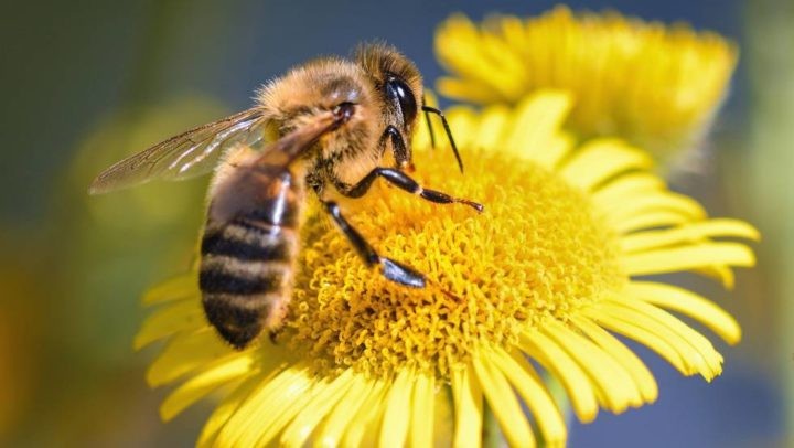Aprueban proyecto de acuerdo que solicita prohibir pesticidas que afectan vida de las abejas